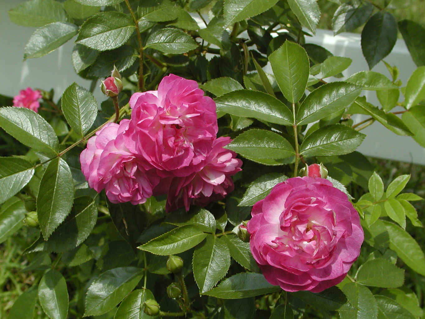 Washington St Roses
