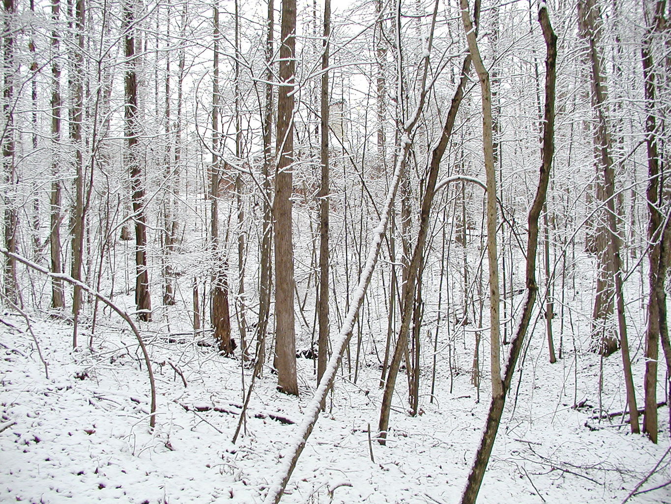 Snow - February 2004
