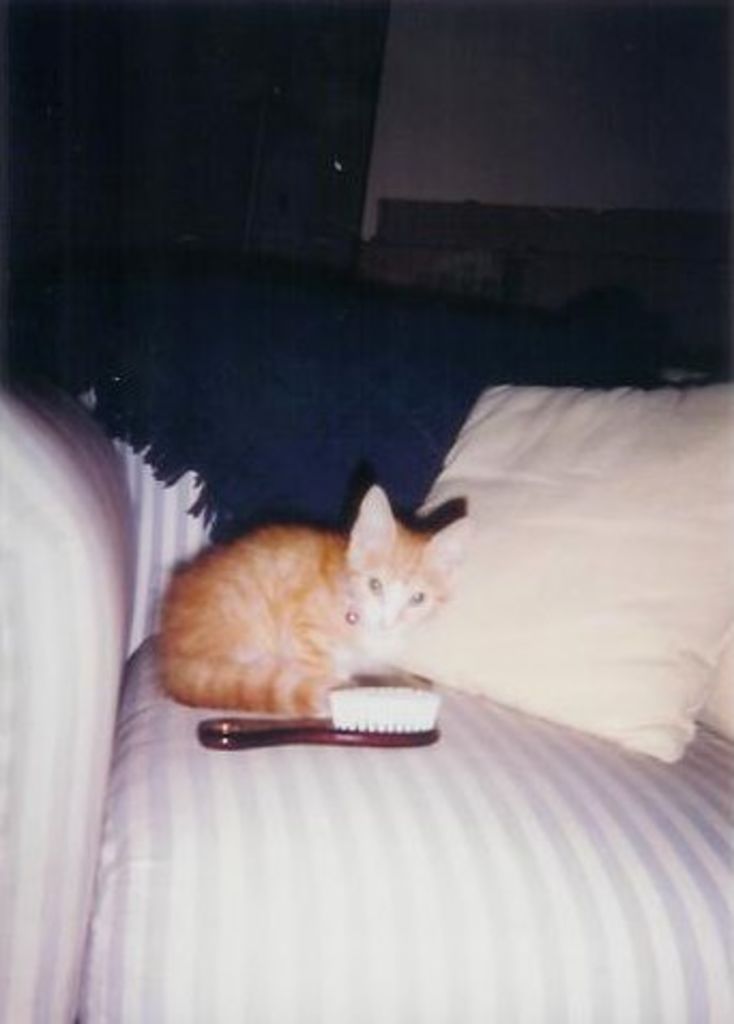 Boogers the new Kitten

