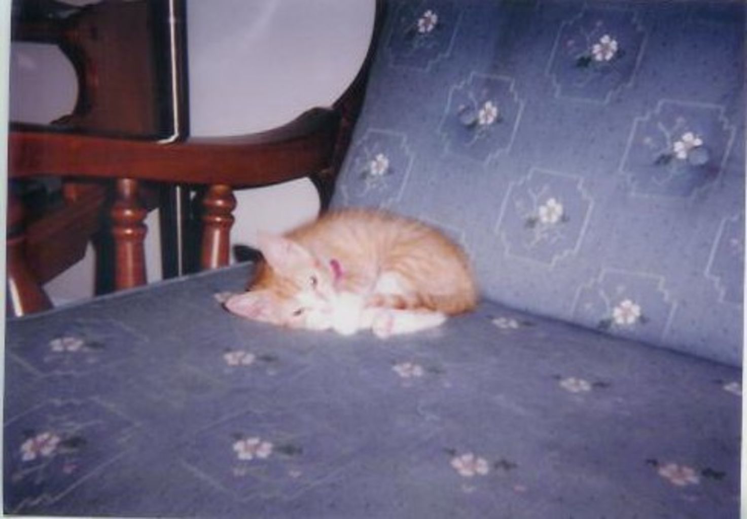 Boogers the new Kitten
