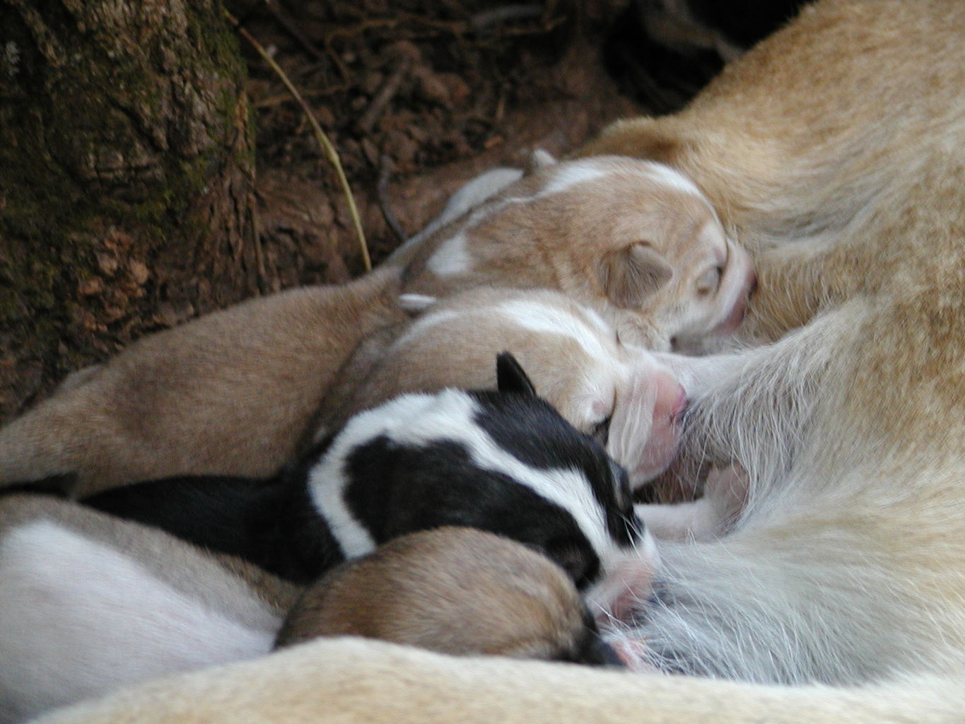 Autumn's Puppies
