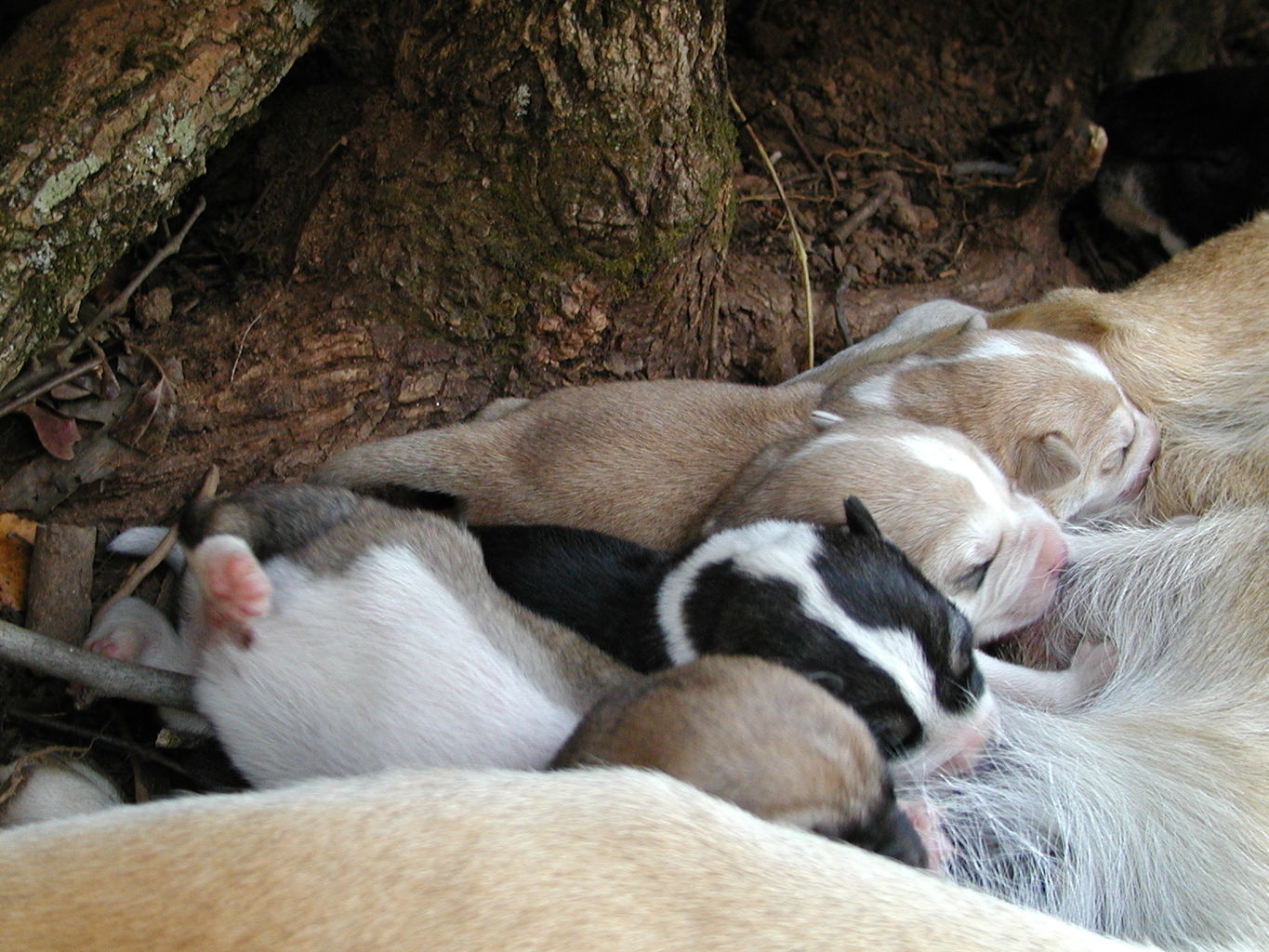 Autumn's Puppies
