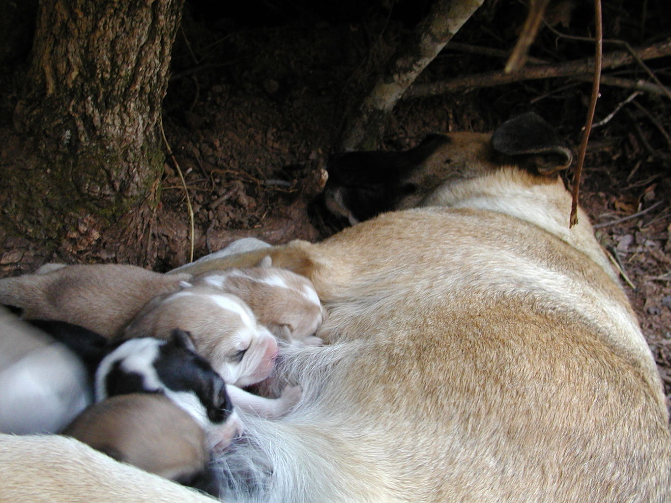 Autumn's Puppies
