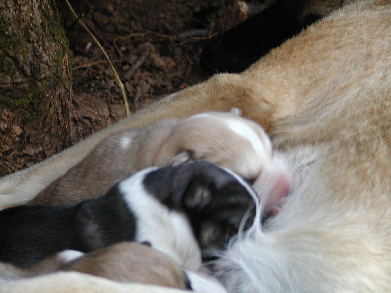 Autumn's Puppies
