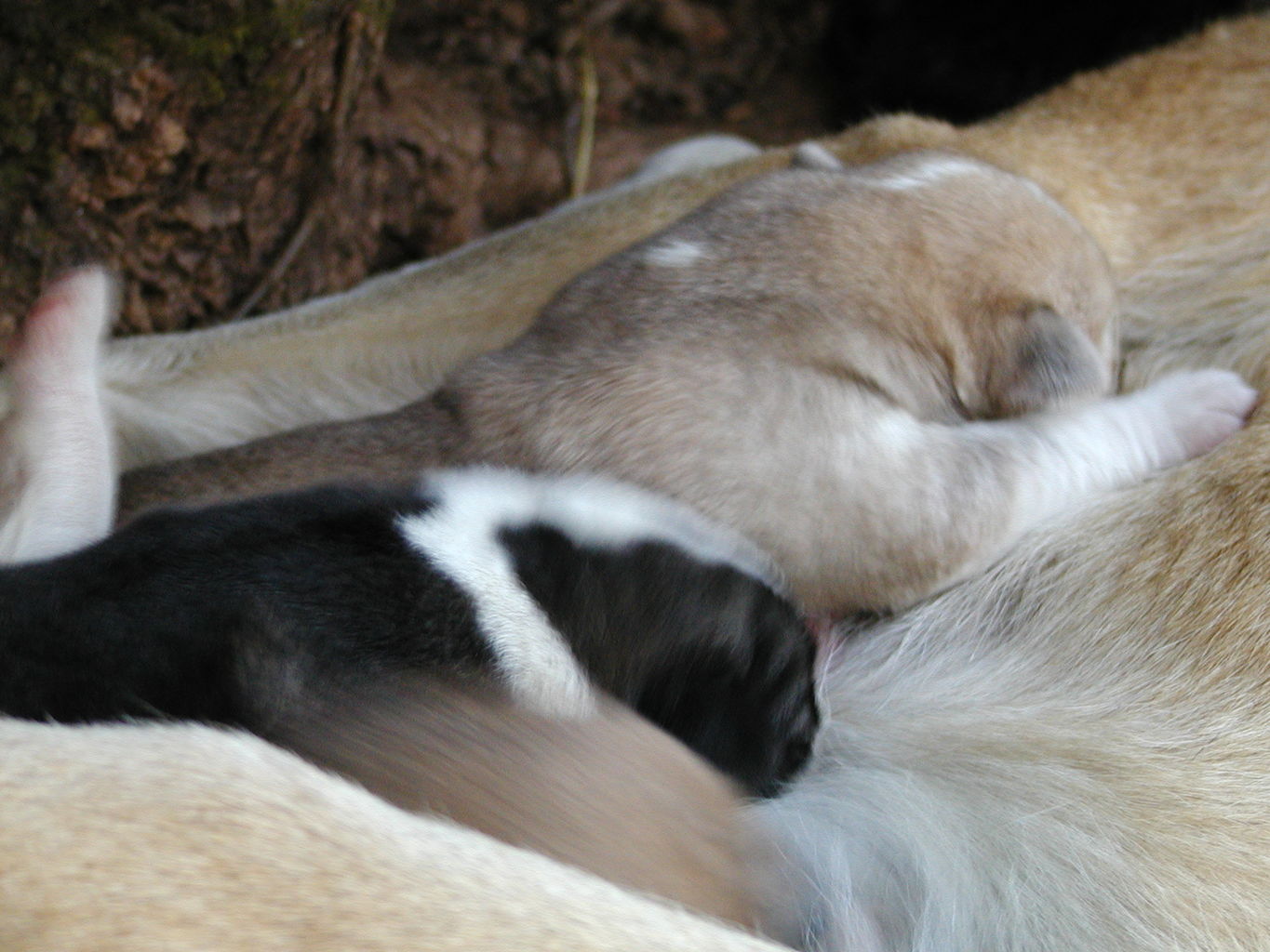 Autumn's Puppies
