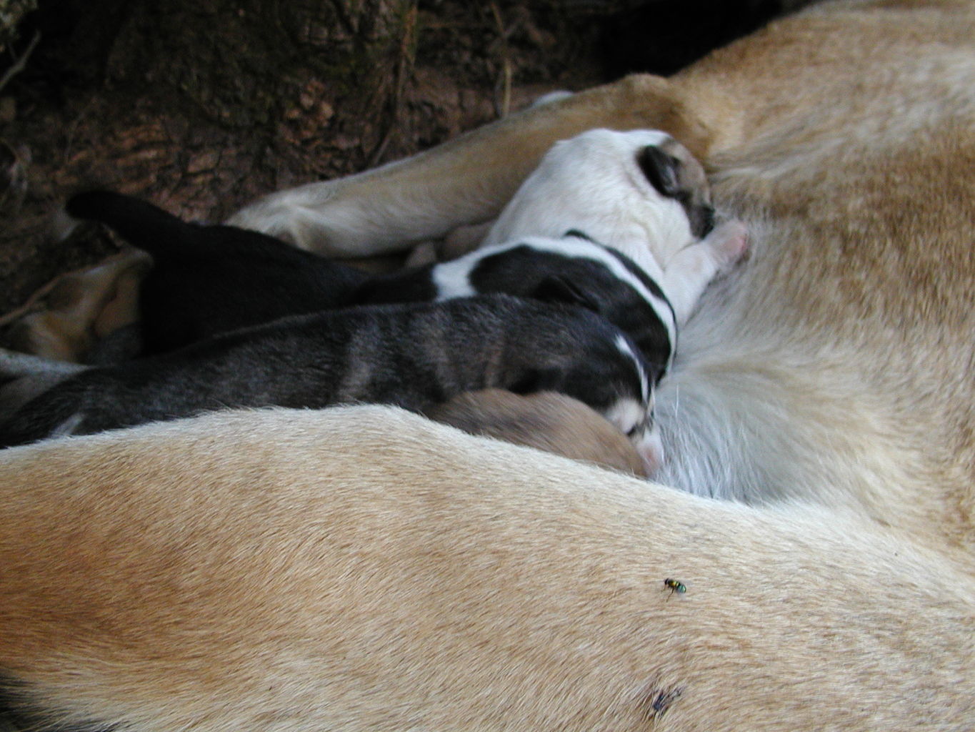 Autumn's Puppies
