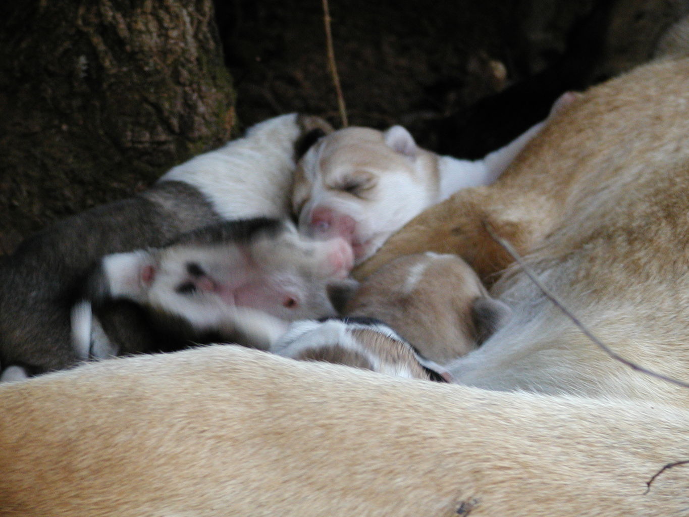 Autumn's Puppies
