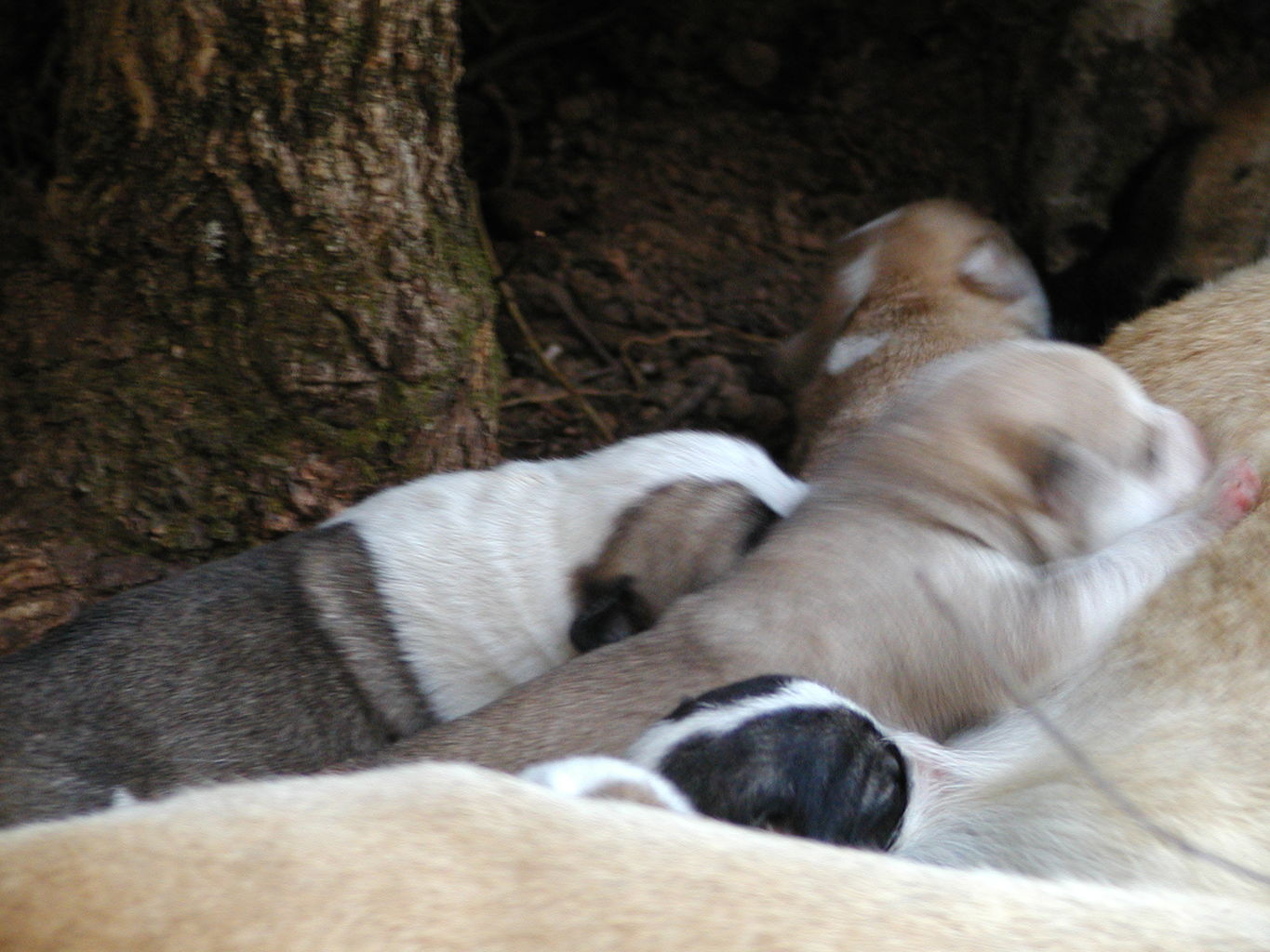 Autumn's Puppies
