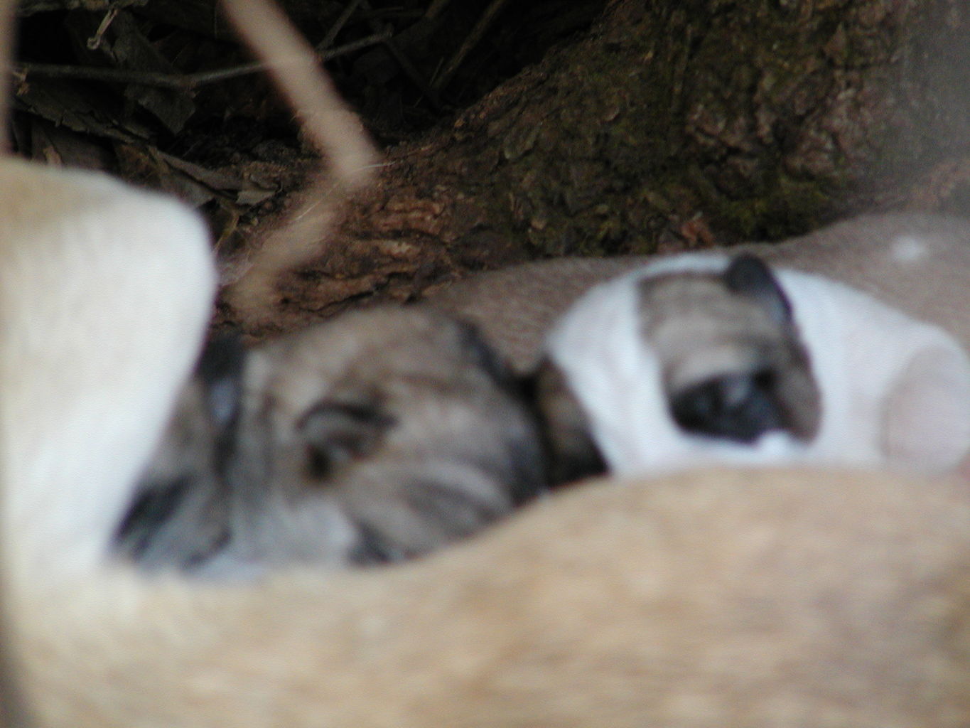 Autumn's Puppies
