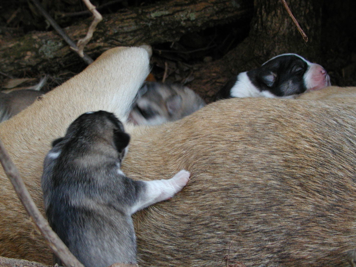 Autumn's Puppies

