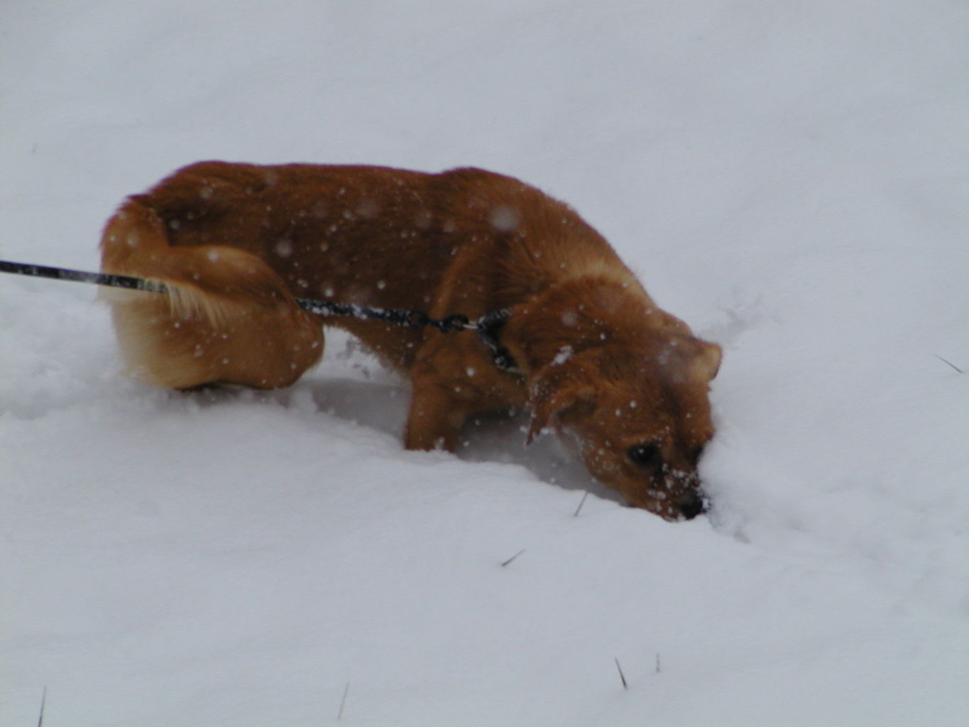 Snowstorm of 2002
