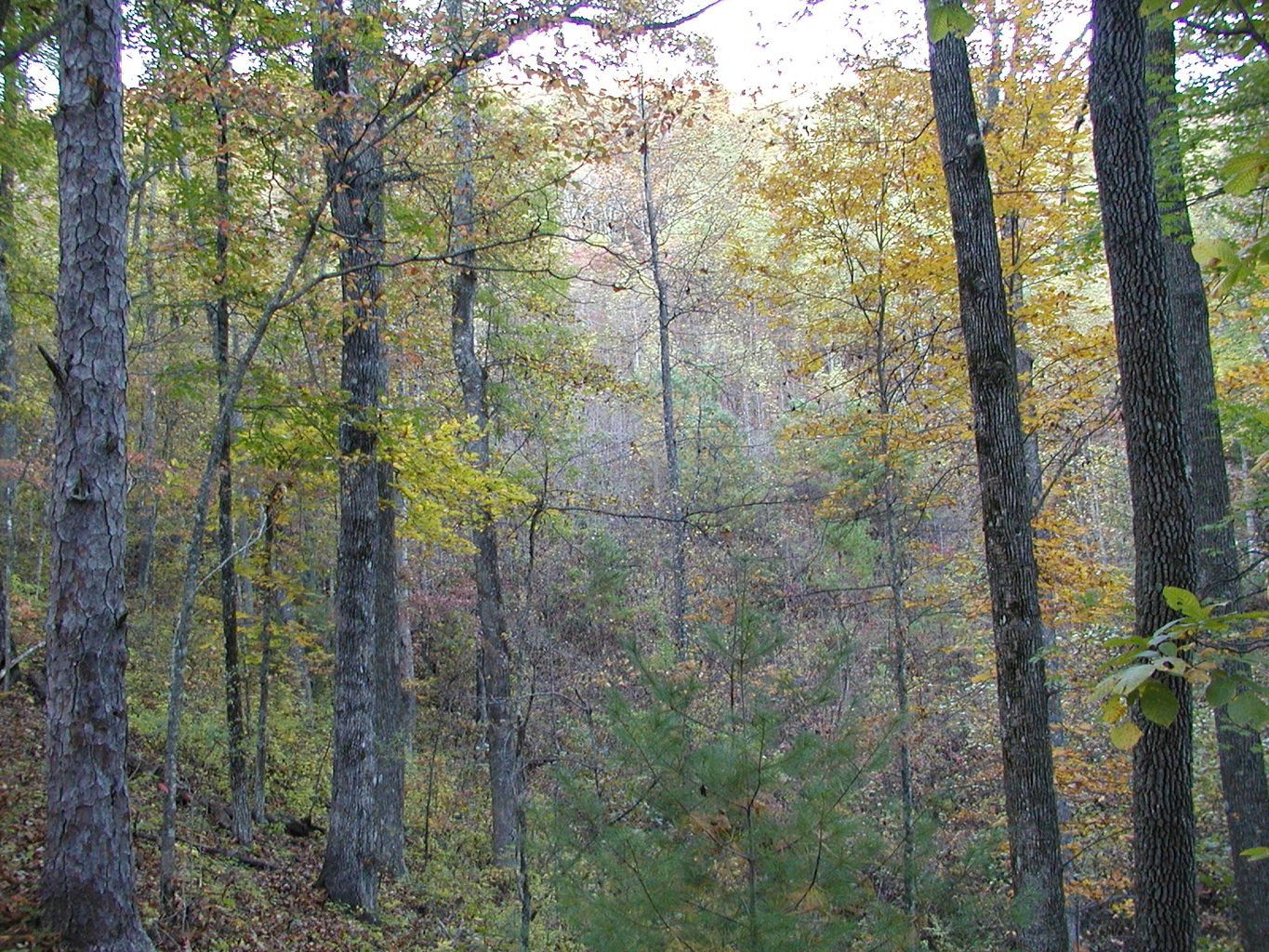 Pictures of North Georgia Mountains
