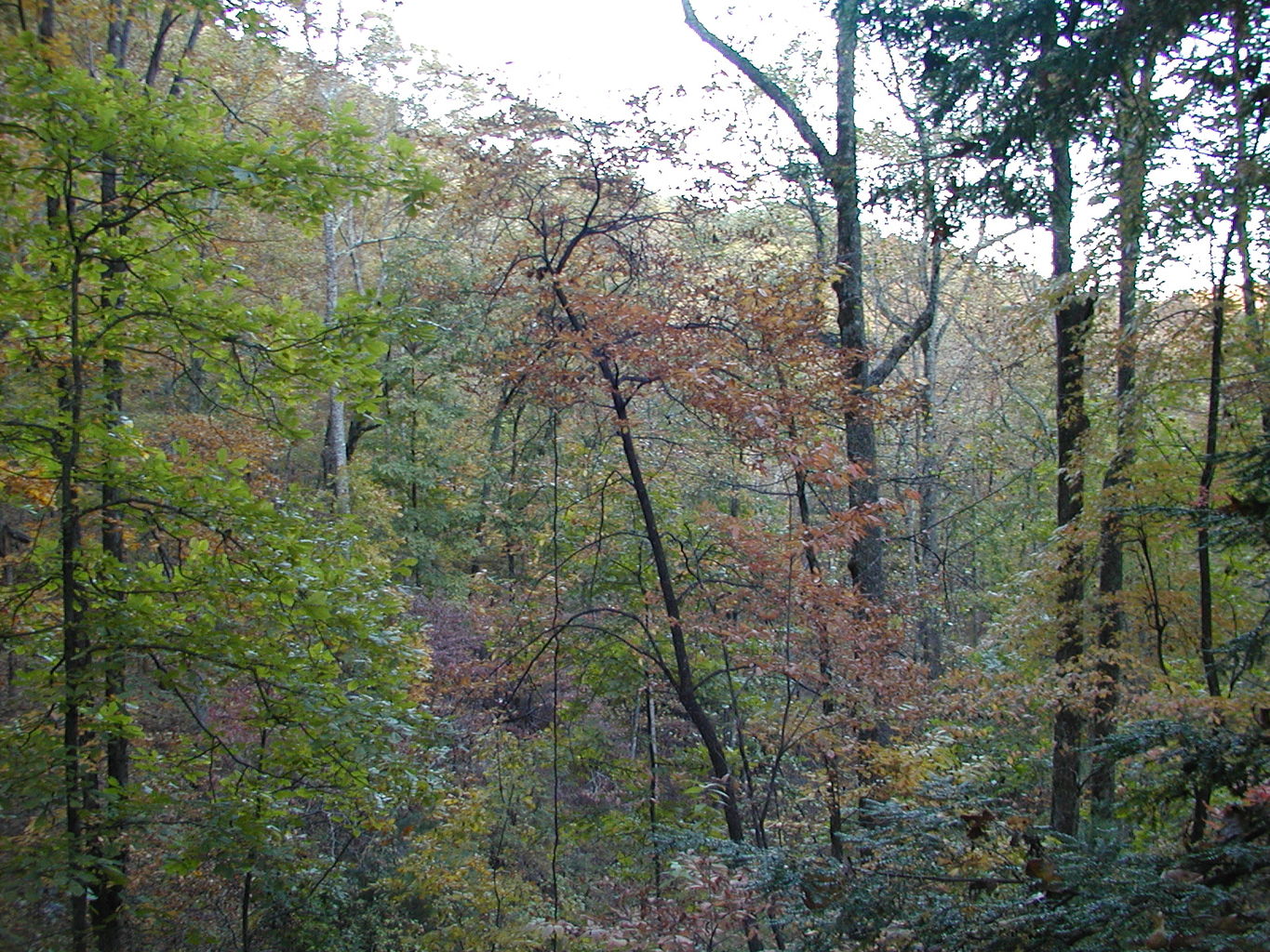 Pictures of North Georgia Mountains
