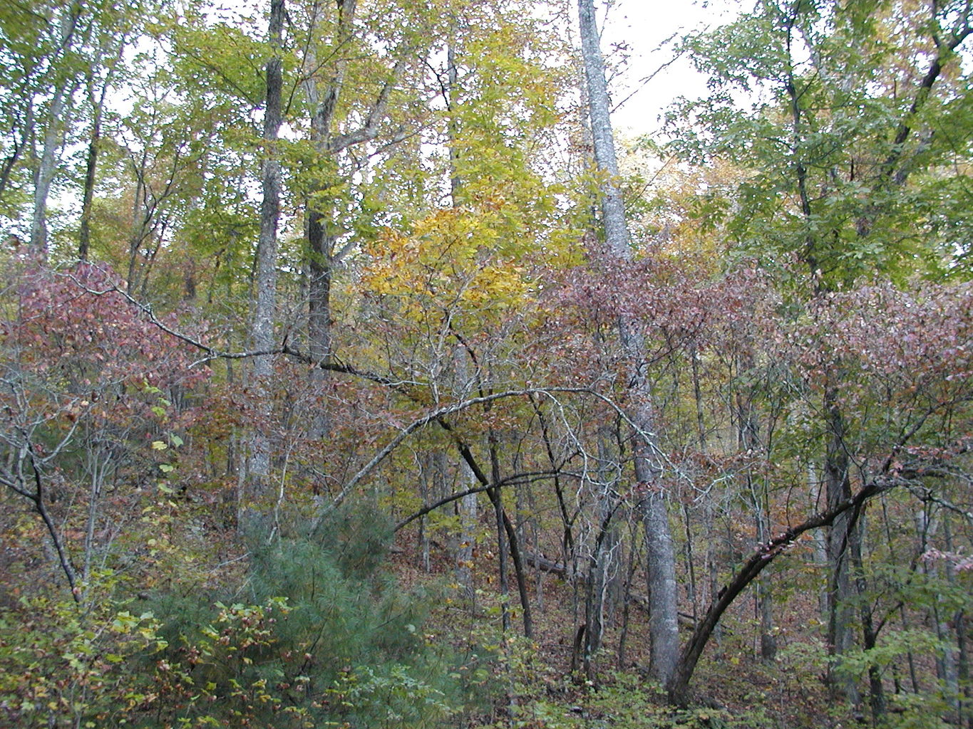 Pictures of North Georgia Mountains
