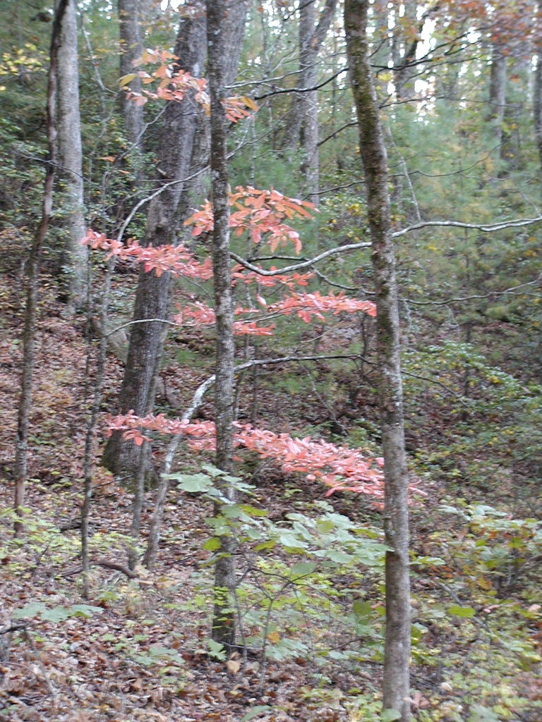 Pictures of North Georgia Mountains
