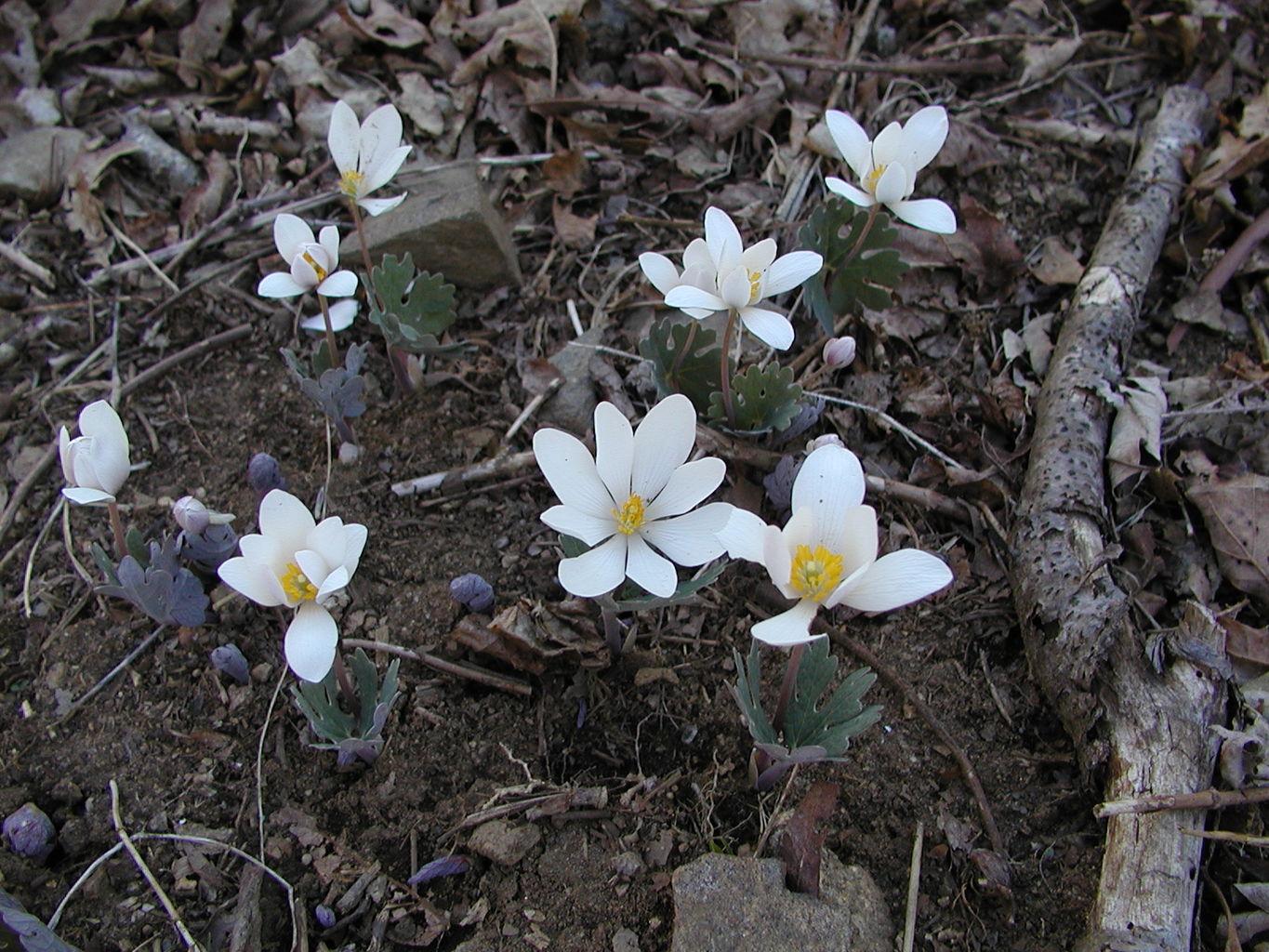 Springtime Visit to the Mountains
