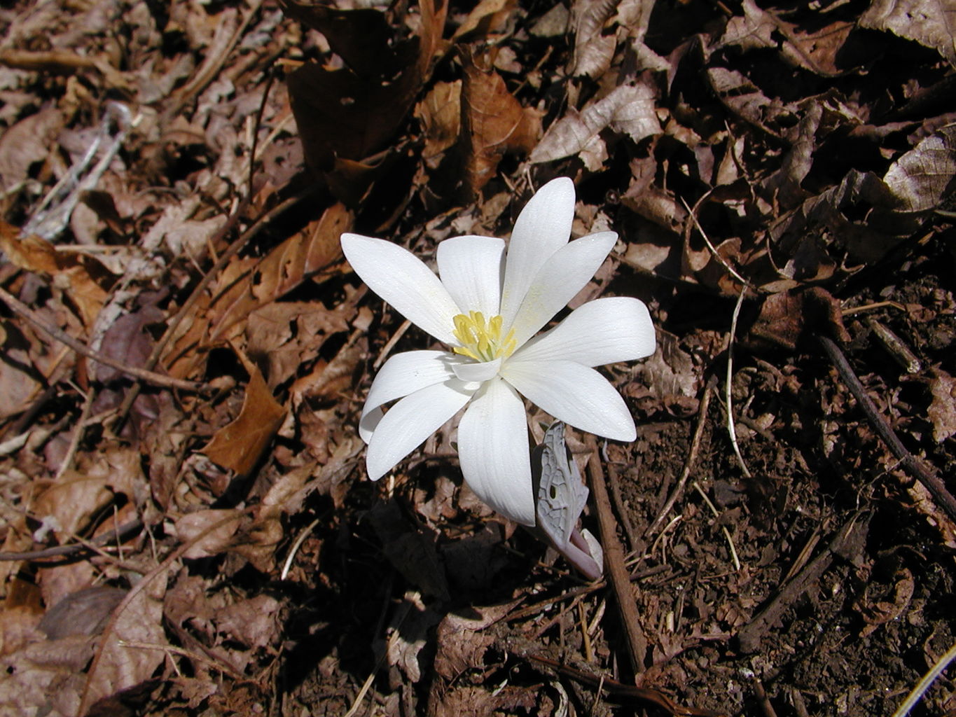 Springtime Visit to the Mountains
