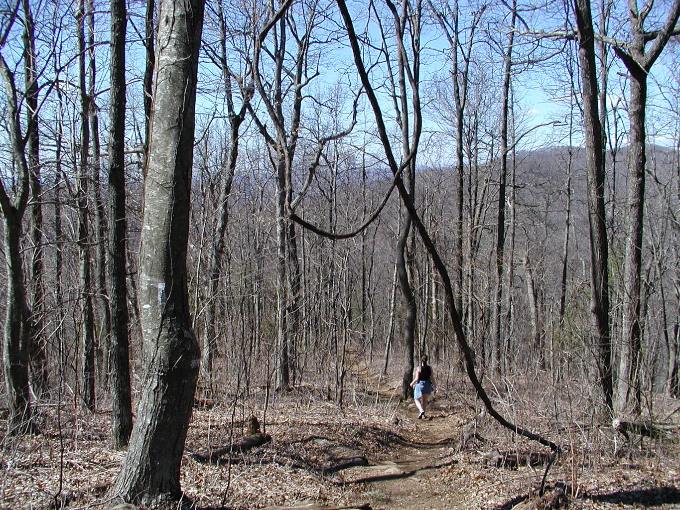 Springtime Visit to the Mountains
