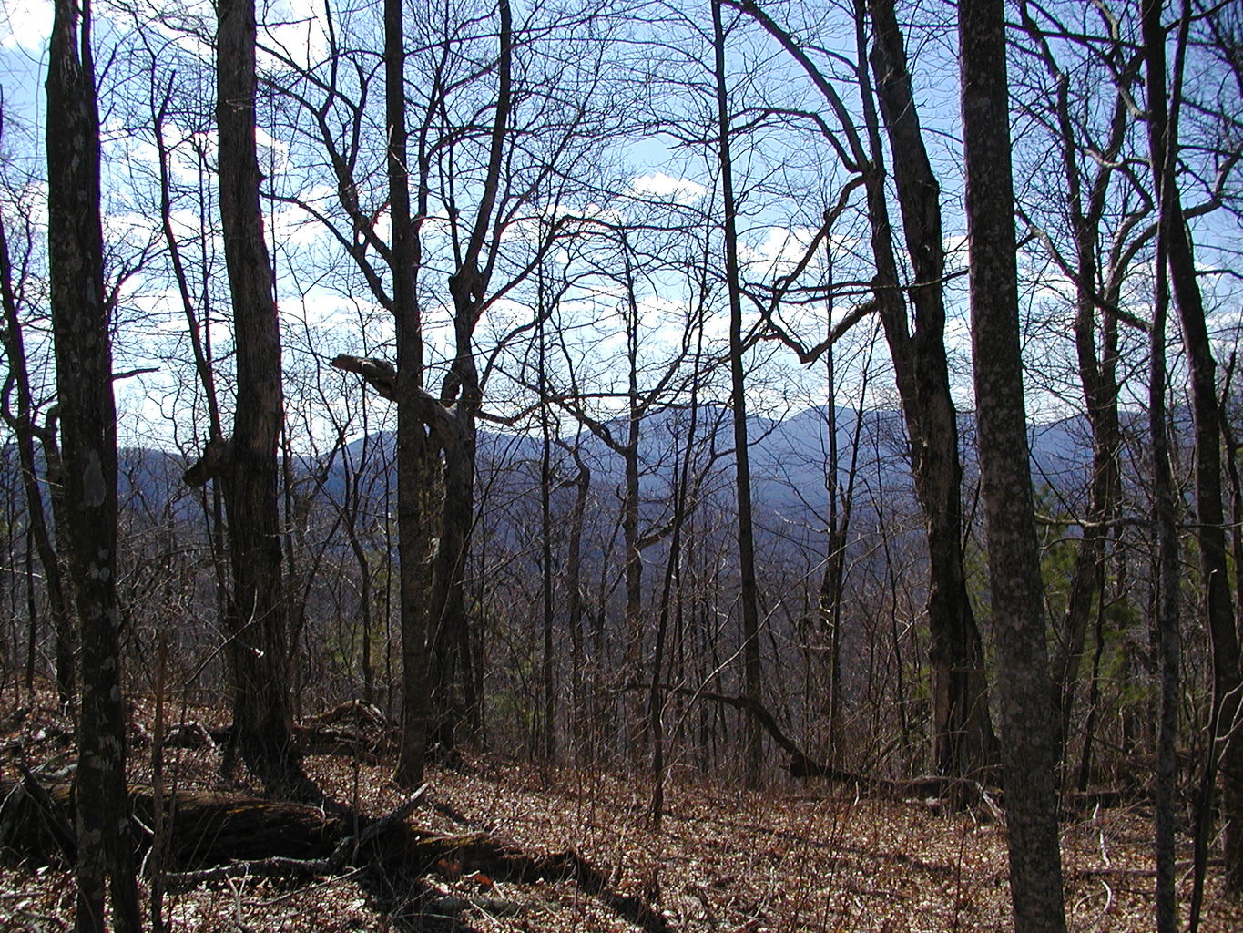 Springtime Visit to the Mountains
