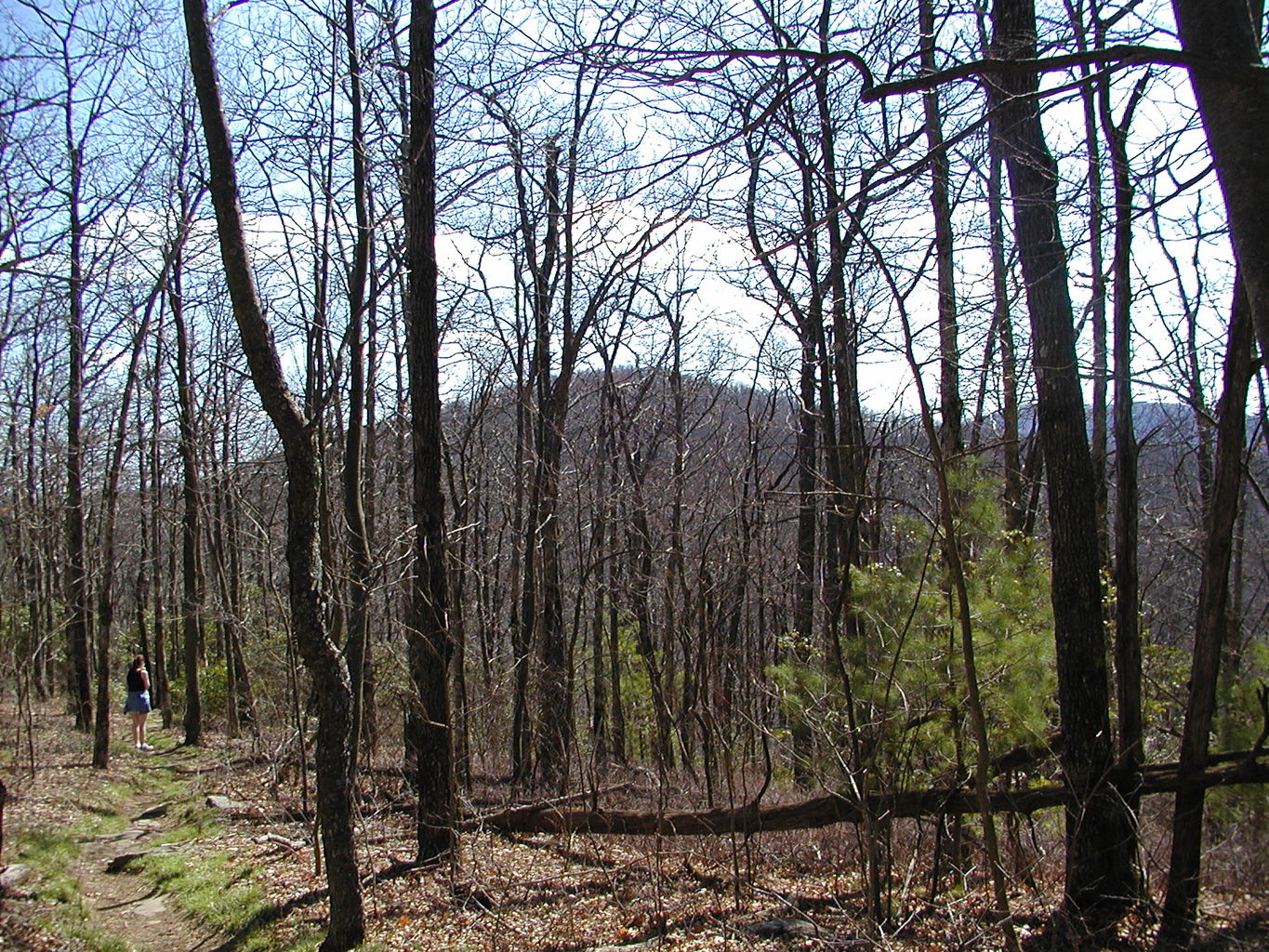 Springtime Visit to the Mountains
