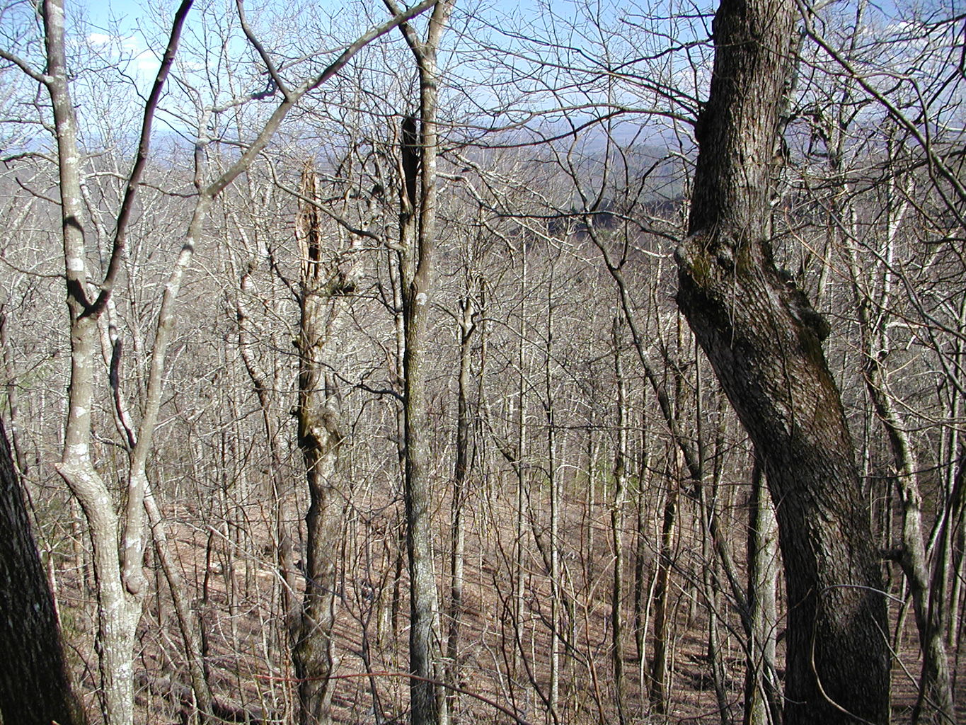 Springtime Visit to the Mountains
