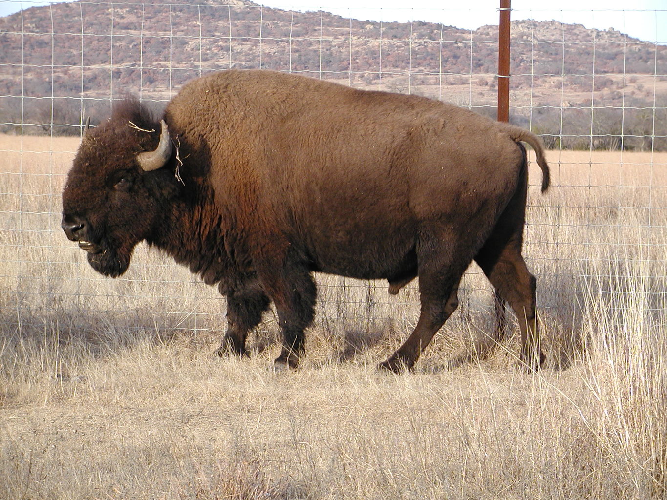 Wichita Mountain Park
