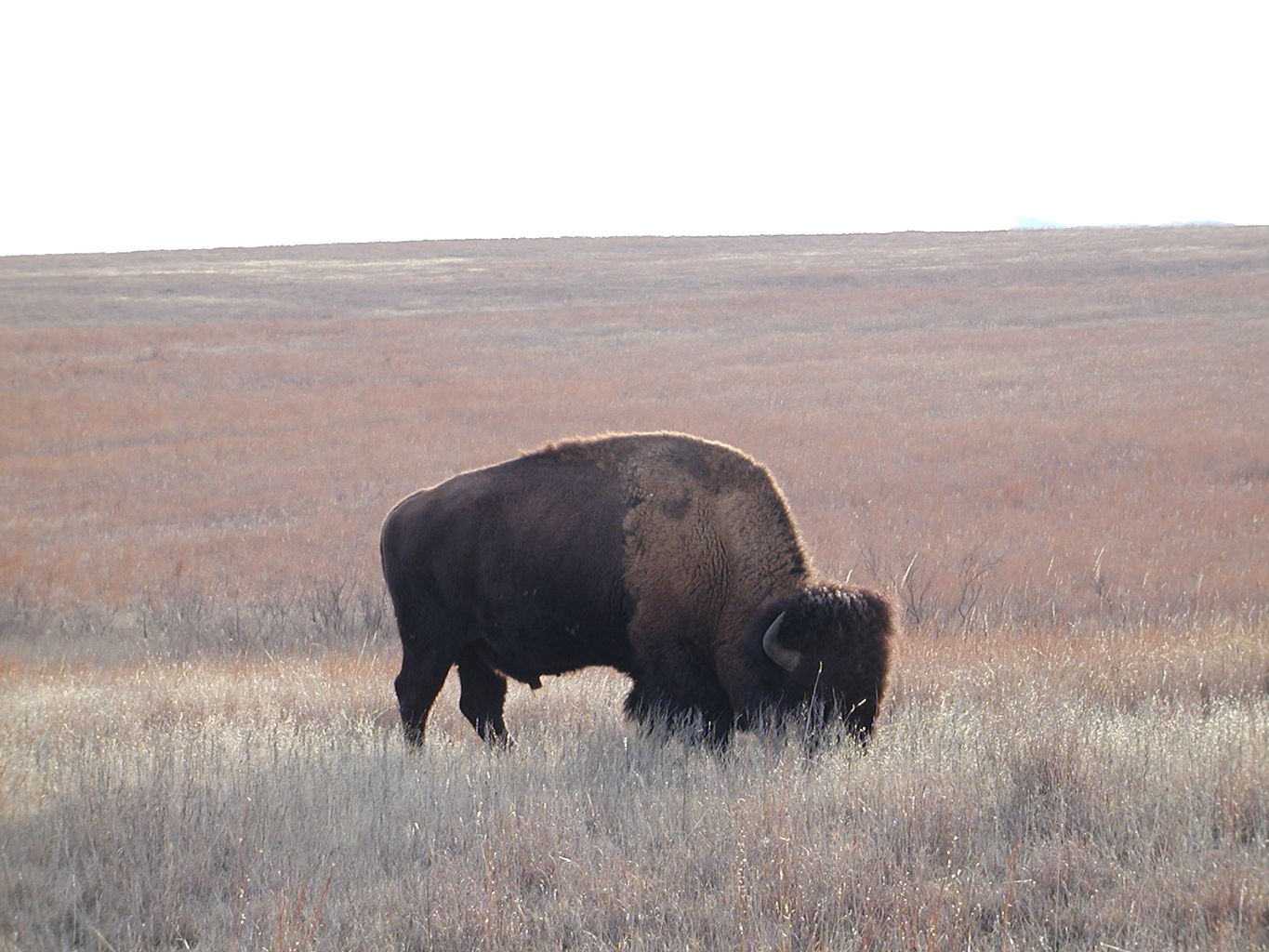 Wichita Mountain Park
