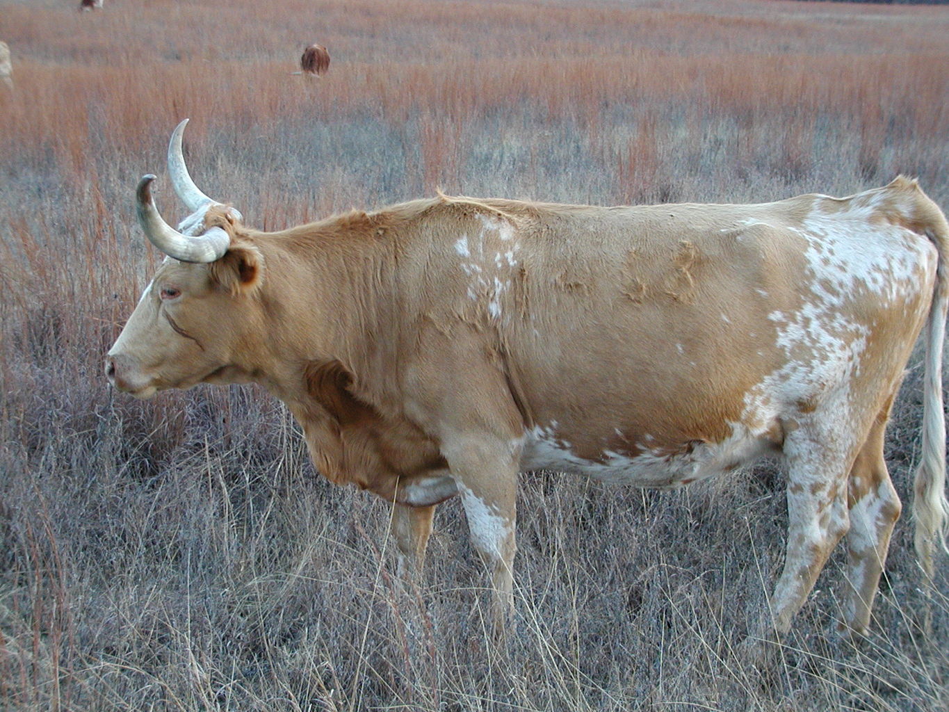 Wichita Mountain Park
