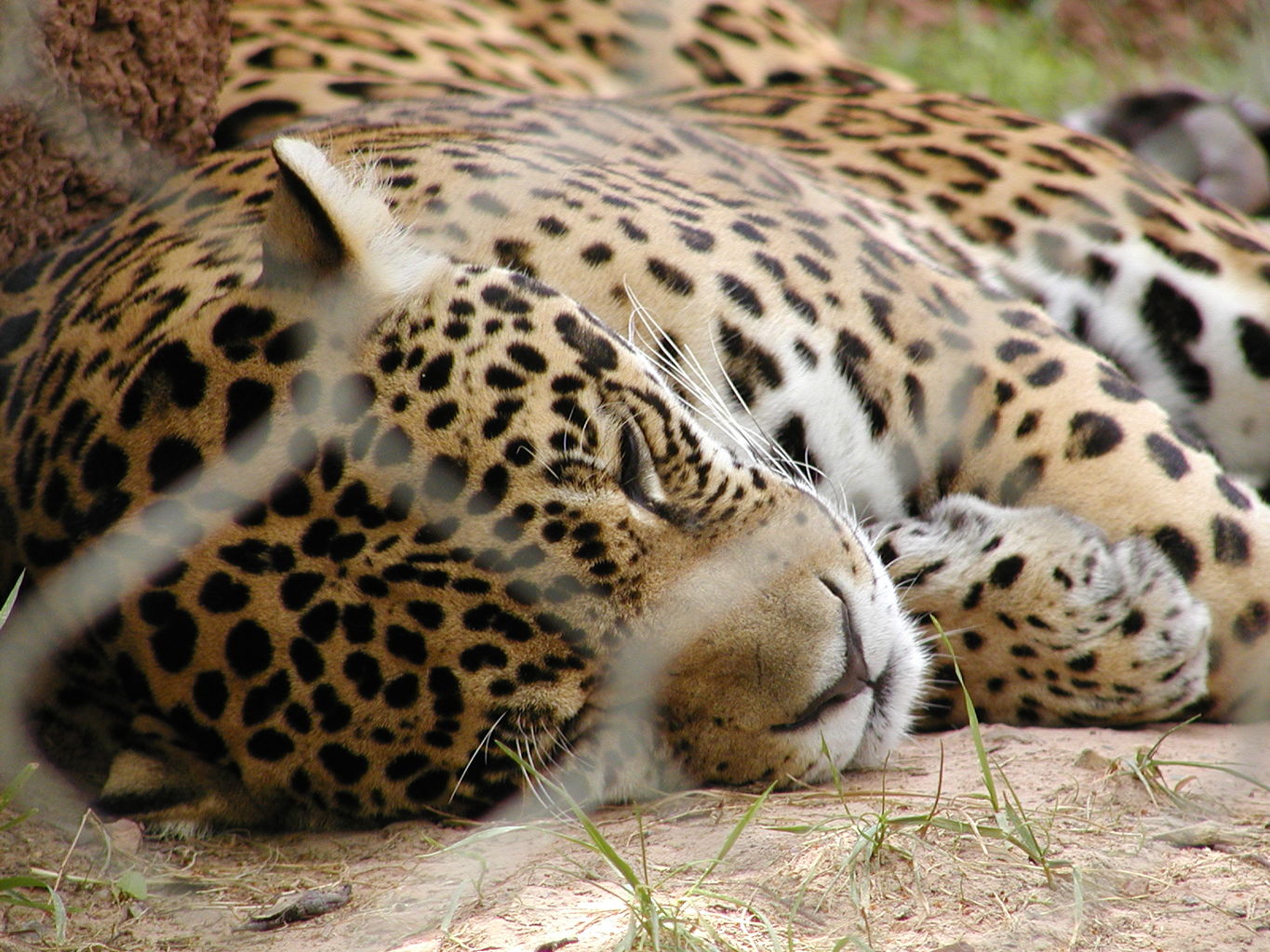 Trip to the OKC Zoo
