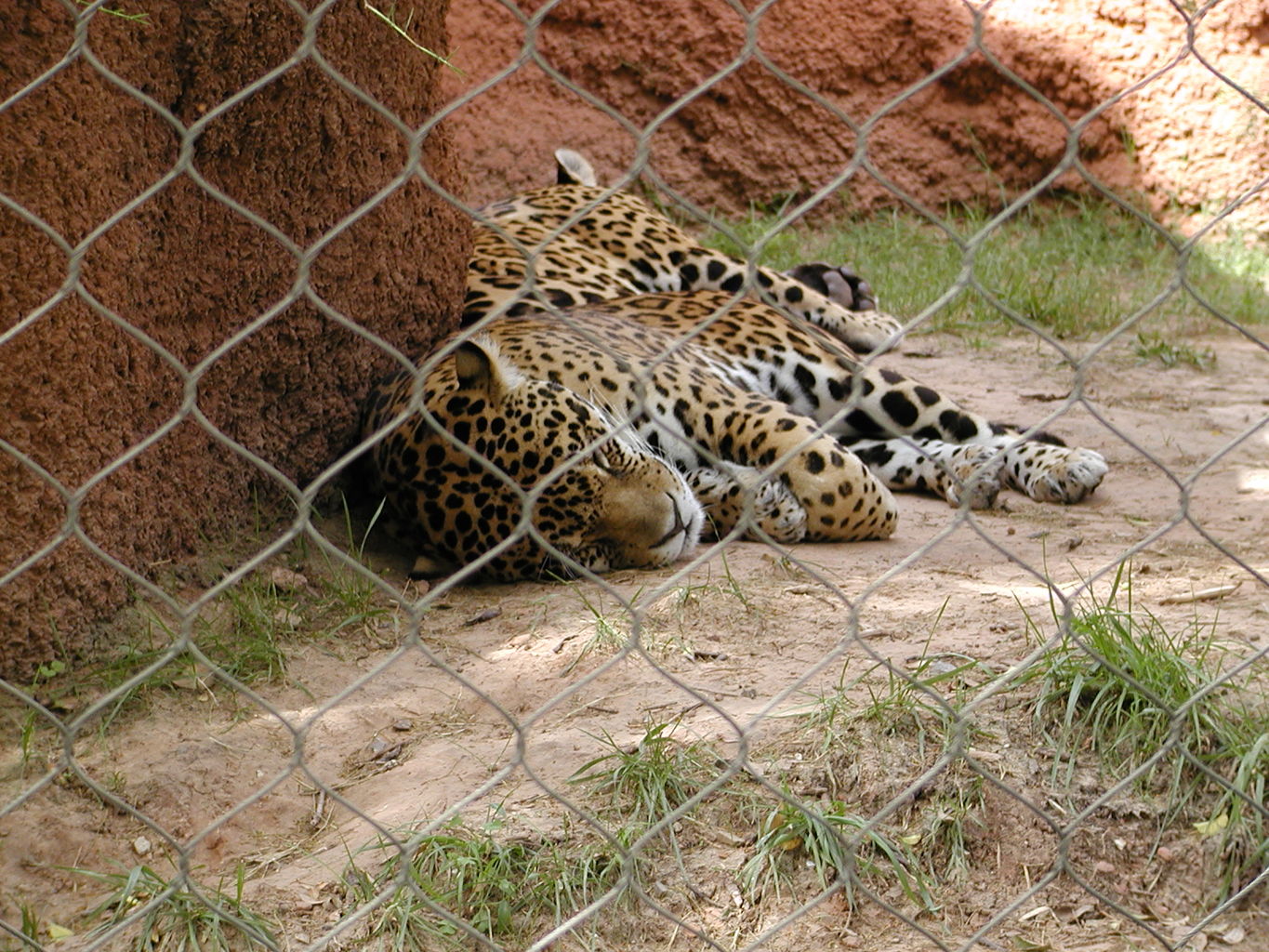 Trip to the OKC Zoo
