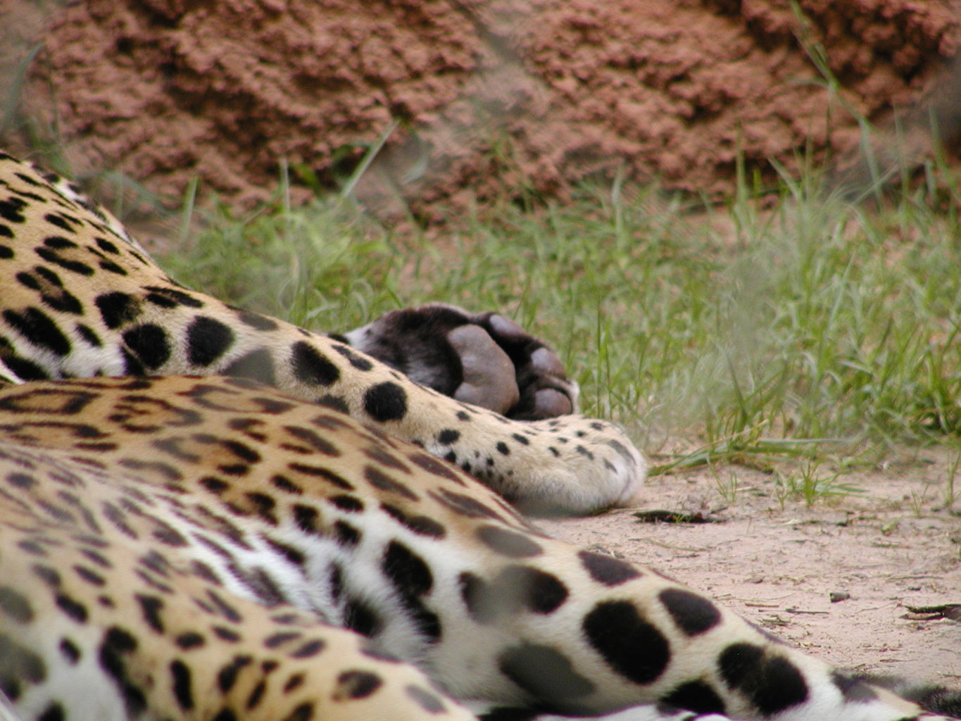 Trip to the OKC Zoo
