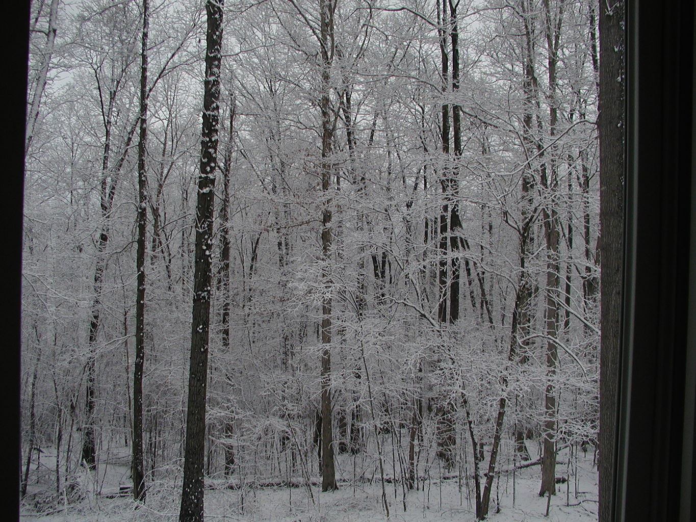 Snow - February 2004
