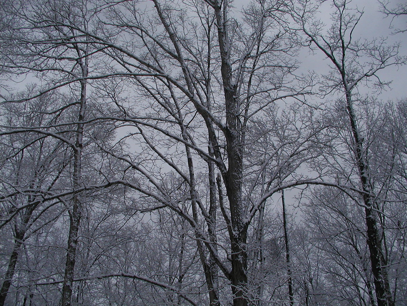 Snow - February 2004
