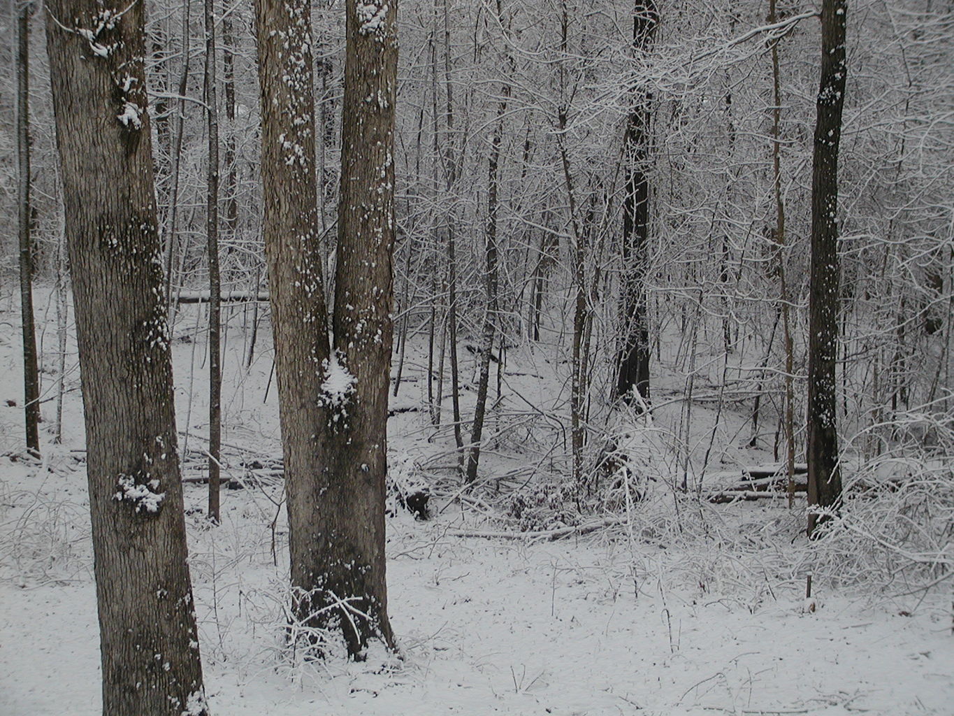 Snow - February 2004
