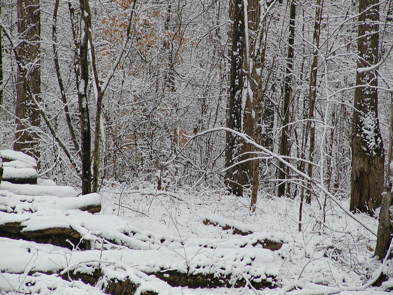 Snow - February 2004
