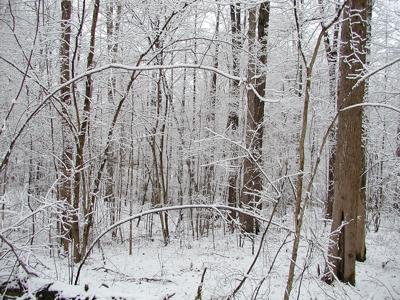 Snow - February 2004
