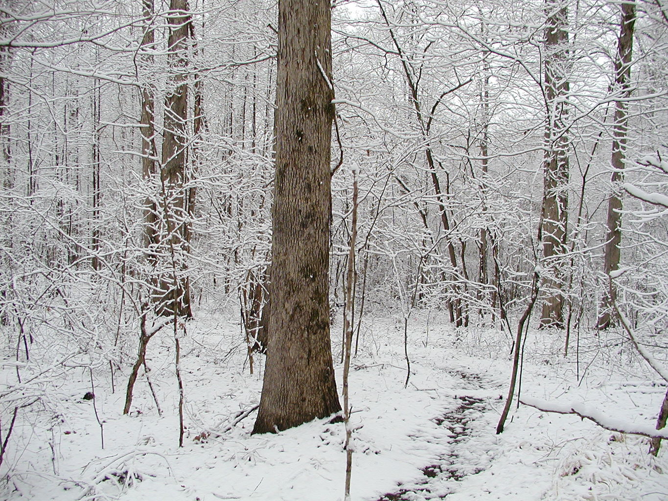 Snow - February 2004
