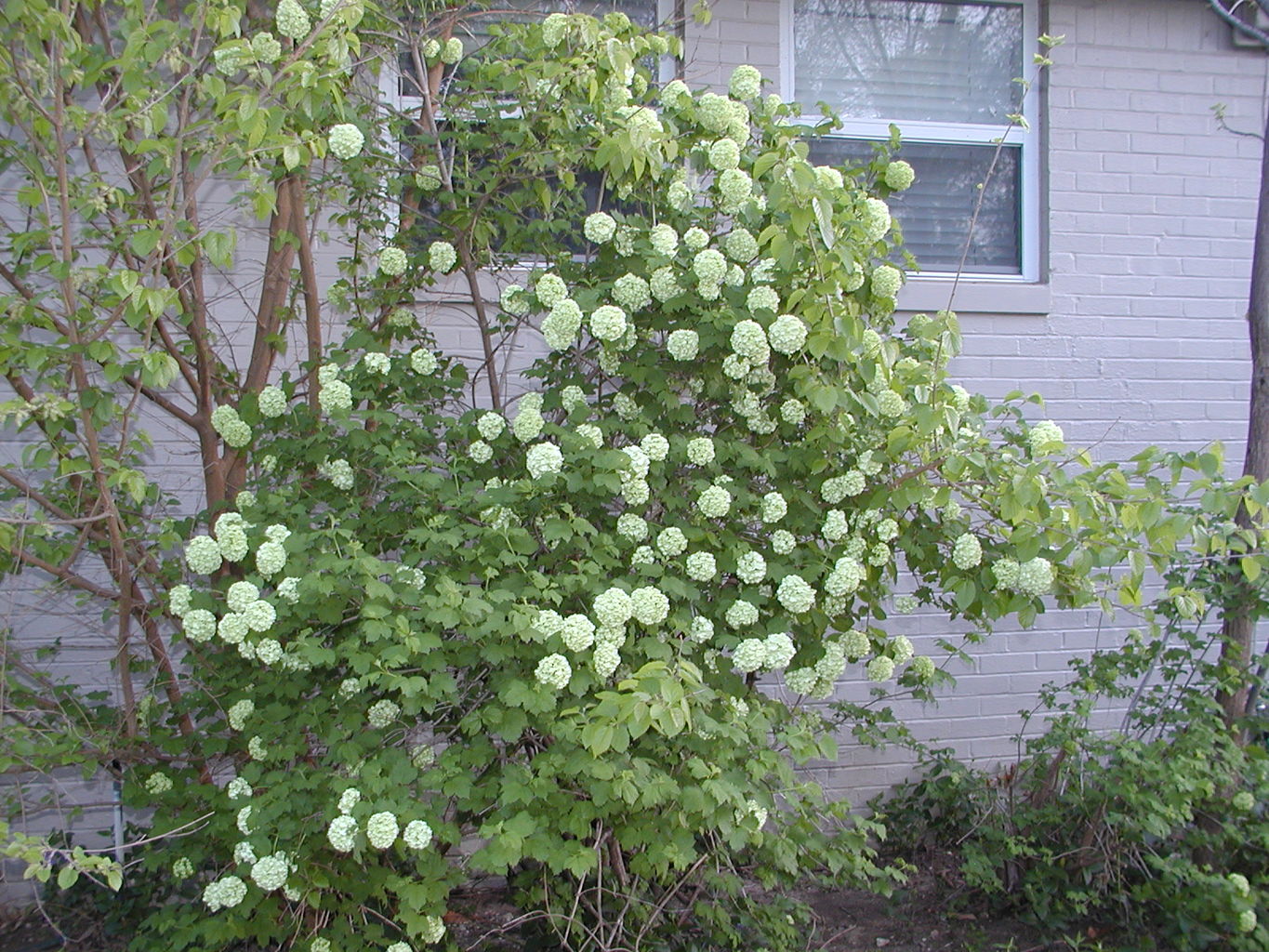 James Playing in the Front Yard
