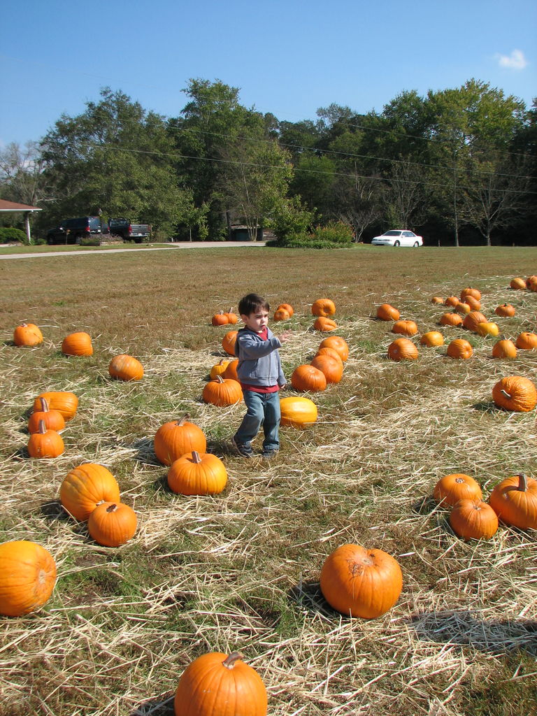 The Punkin' Patch
