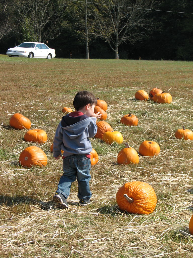 The Punkin' Patch
