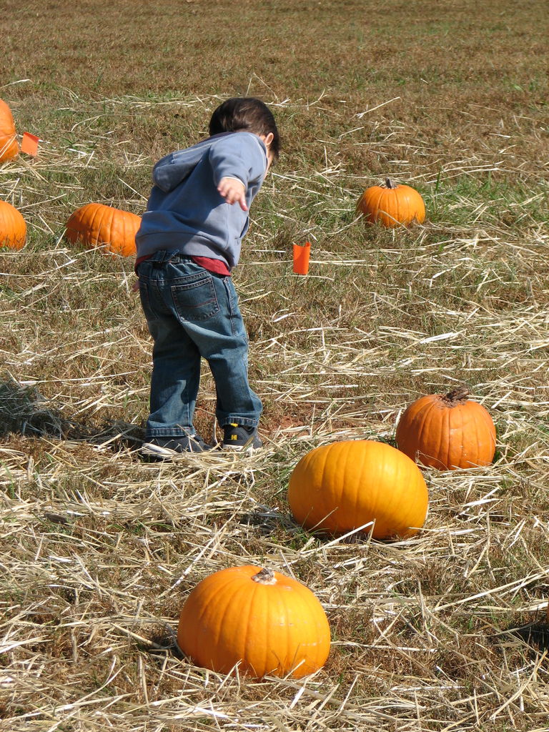 The Punkin' Patch
