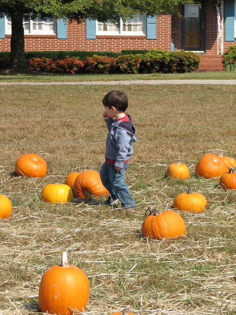 The Punkin' Patch
