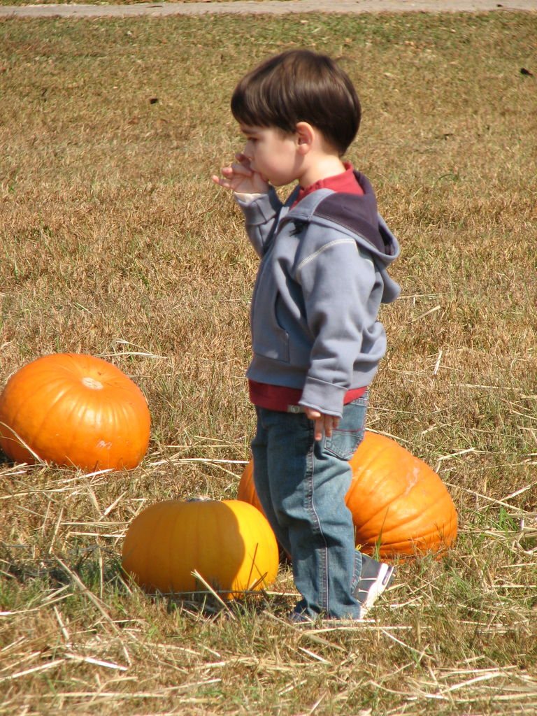 The Punkin' Patch
