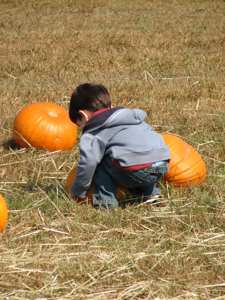 The Punkin' Patch
