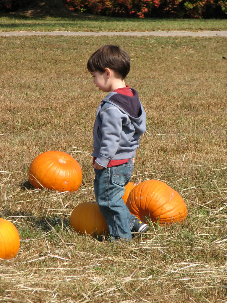 The Punkin' Patch
