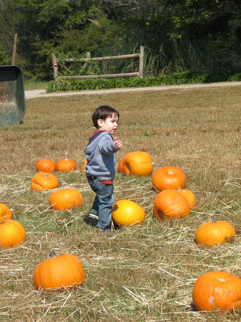 The Punkin' Patch
