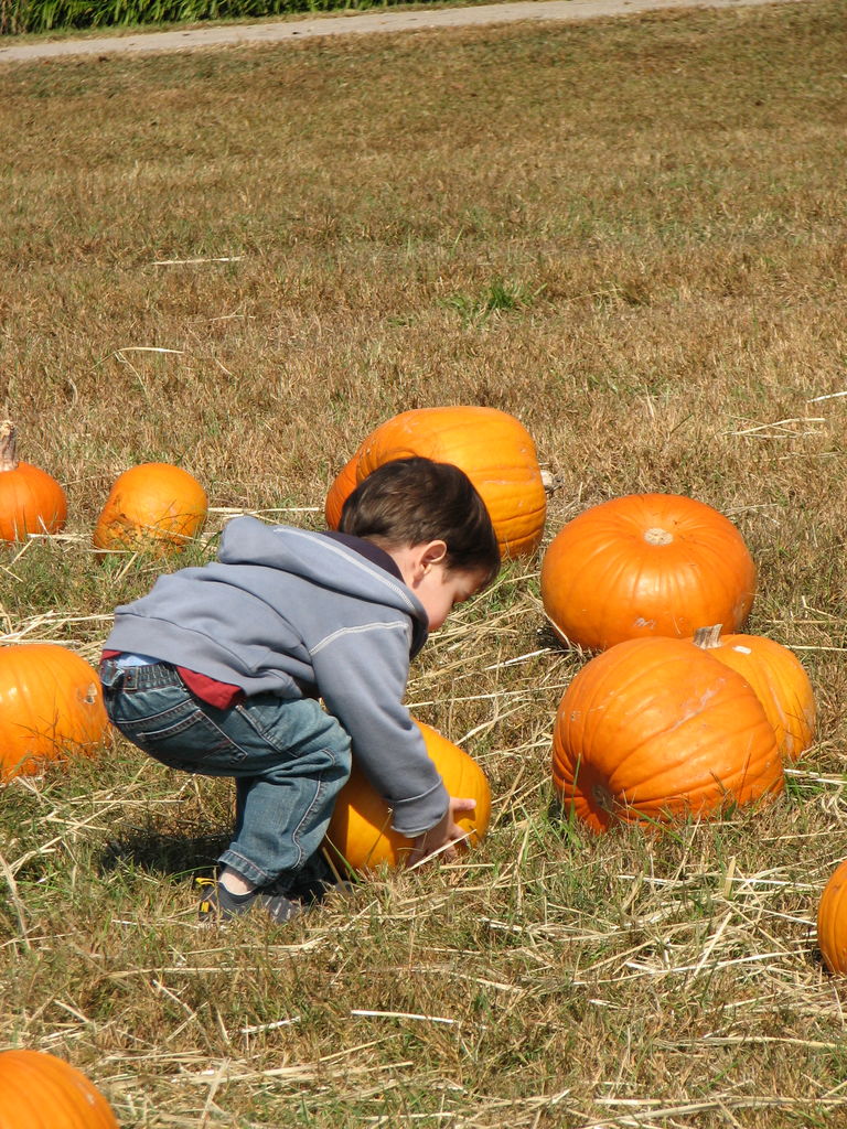 The Punkin' Patch
