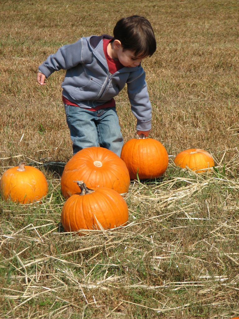 The Punkin' Patch
