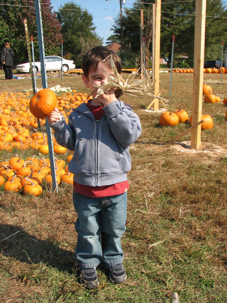 The Punkin' Patch
