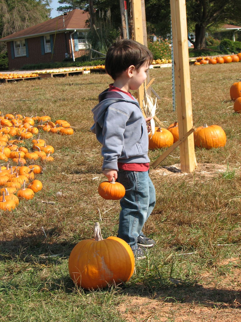 The Punkin' Patch
